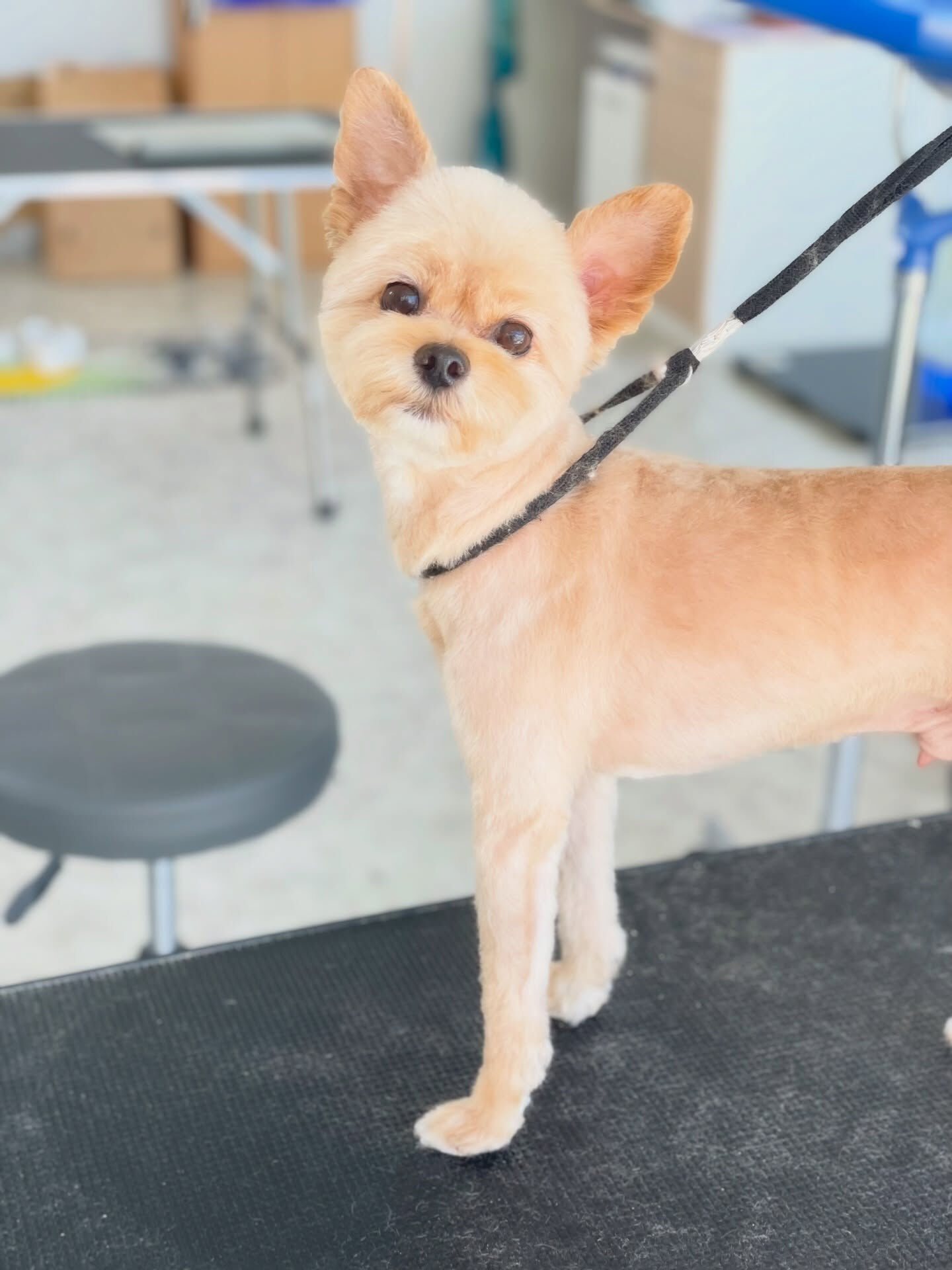 初めてのご来店ありがとうございました🐾