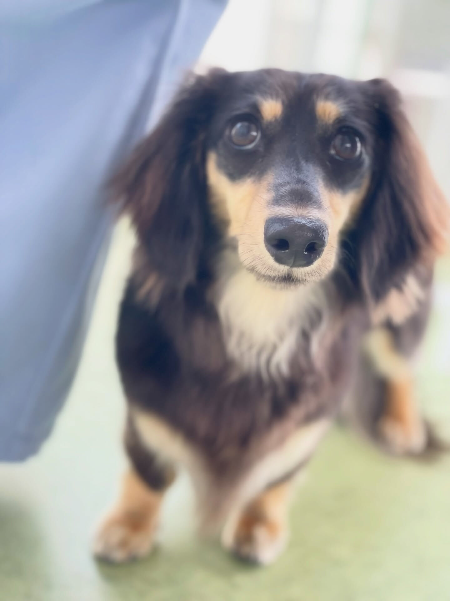 初めてのご来店ありがとうございました🐾