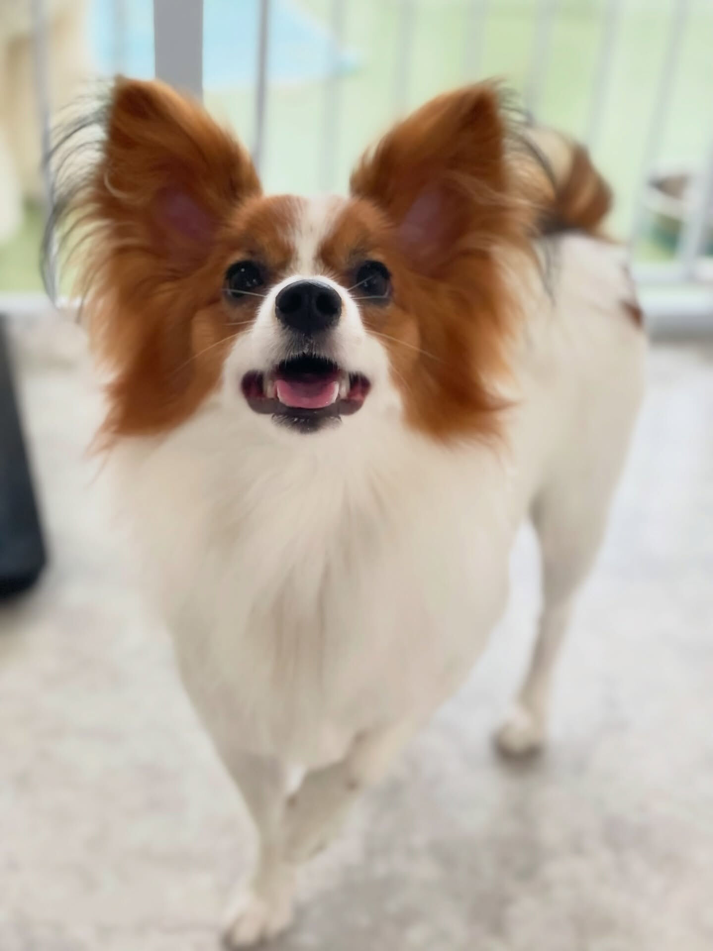 初めてのご来店ありがとうございました🐾