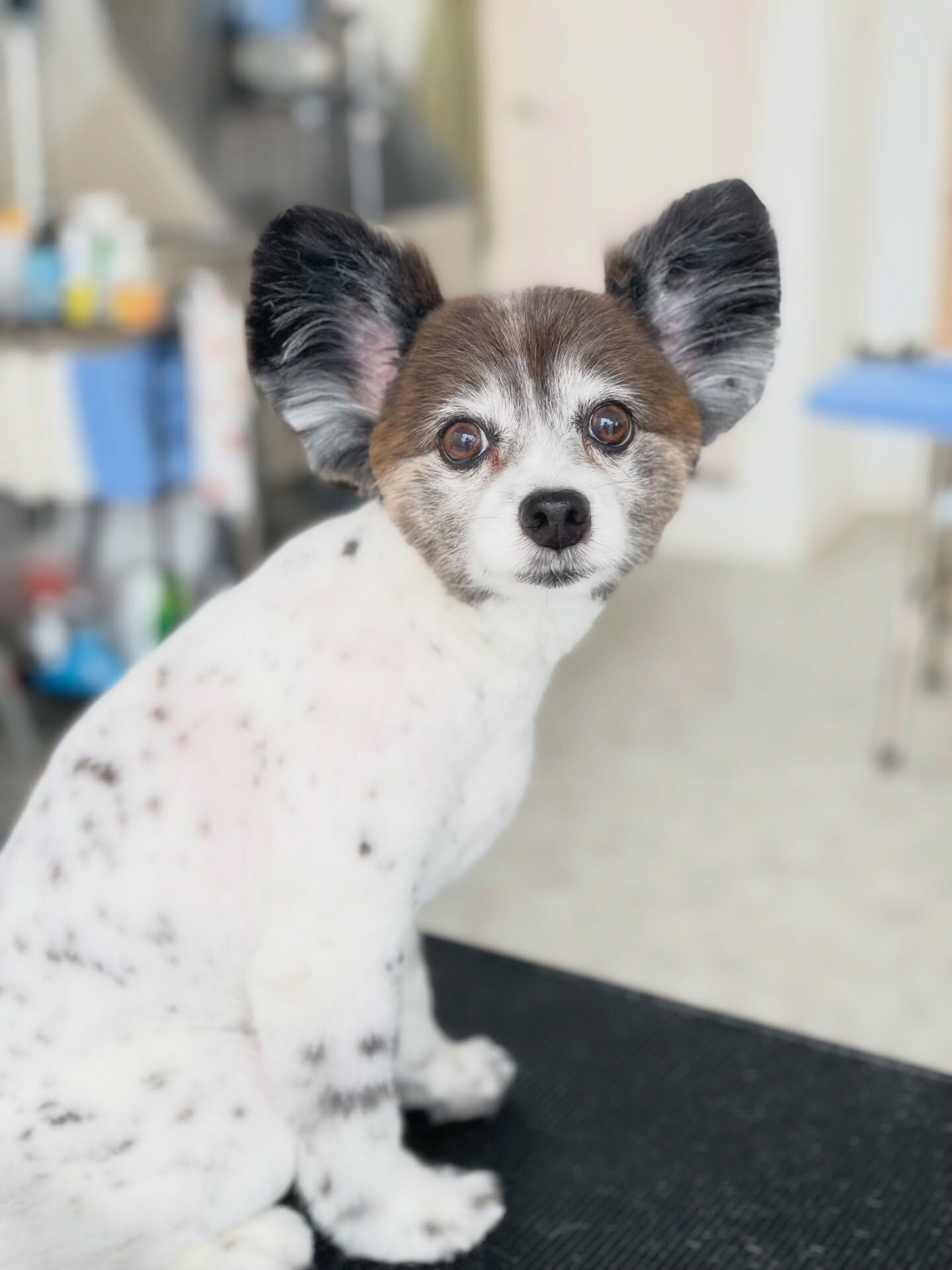 初めてのご来店ありがとうございました🐾