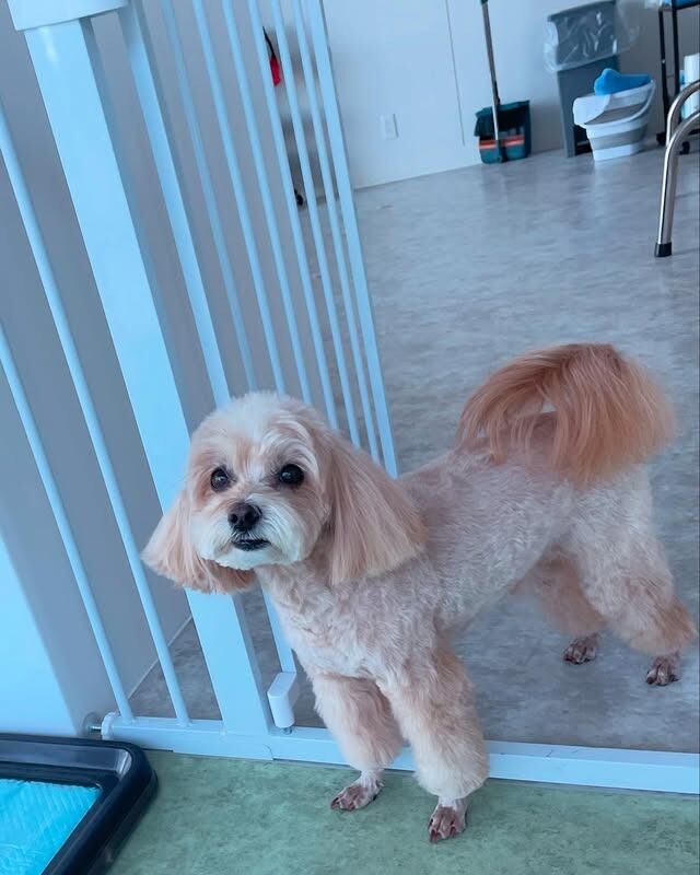 ペットホテル