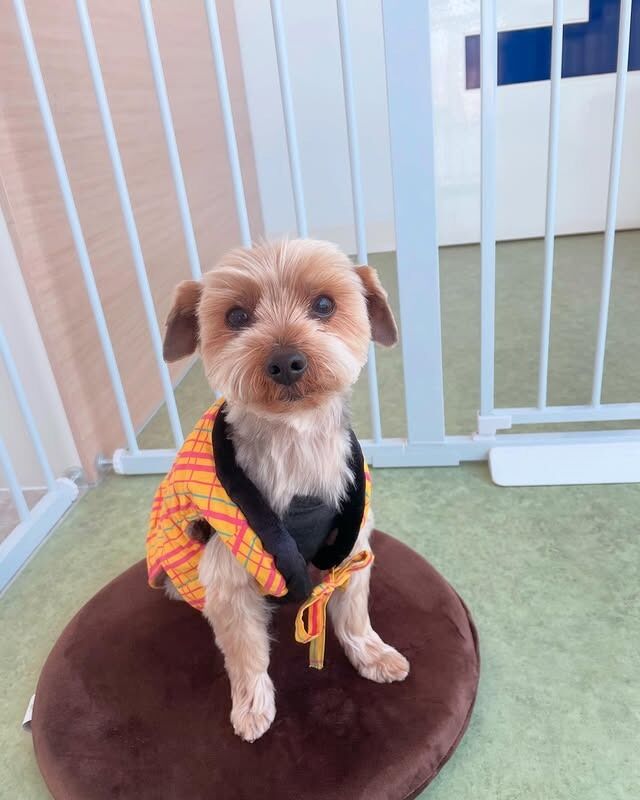 シニア犬