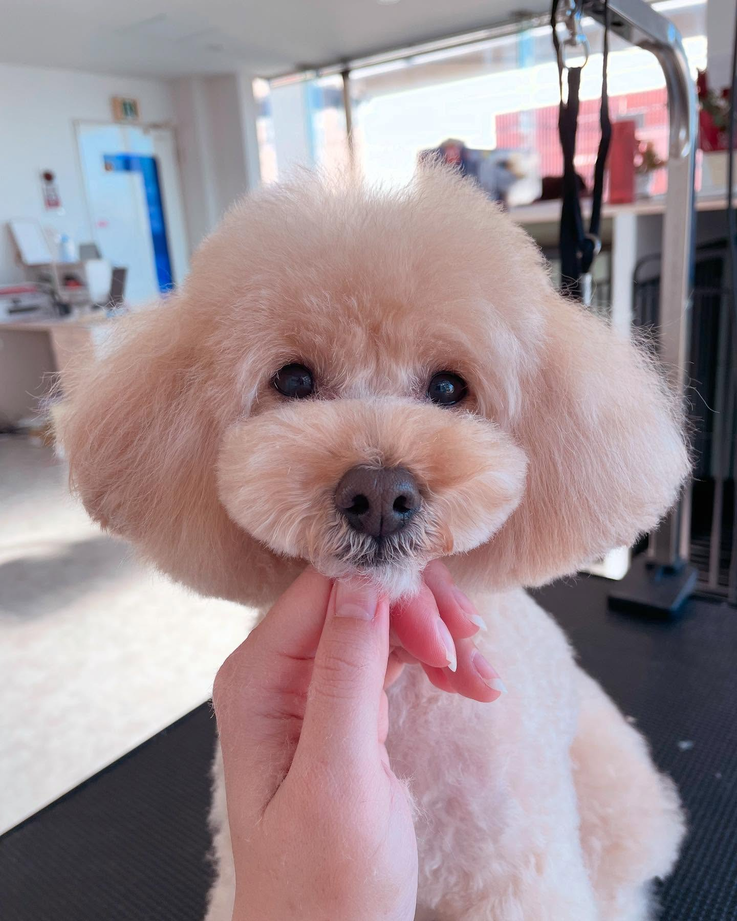 犬