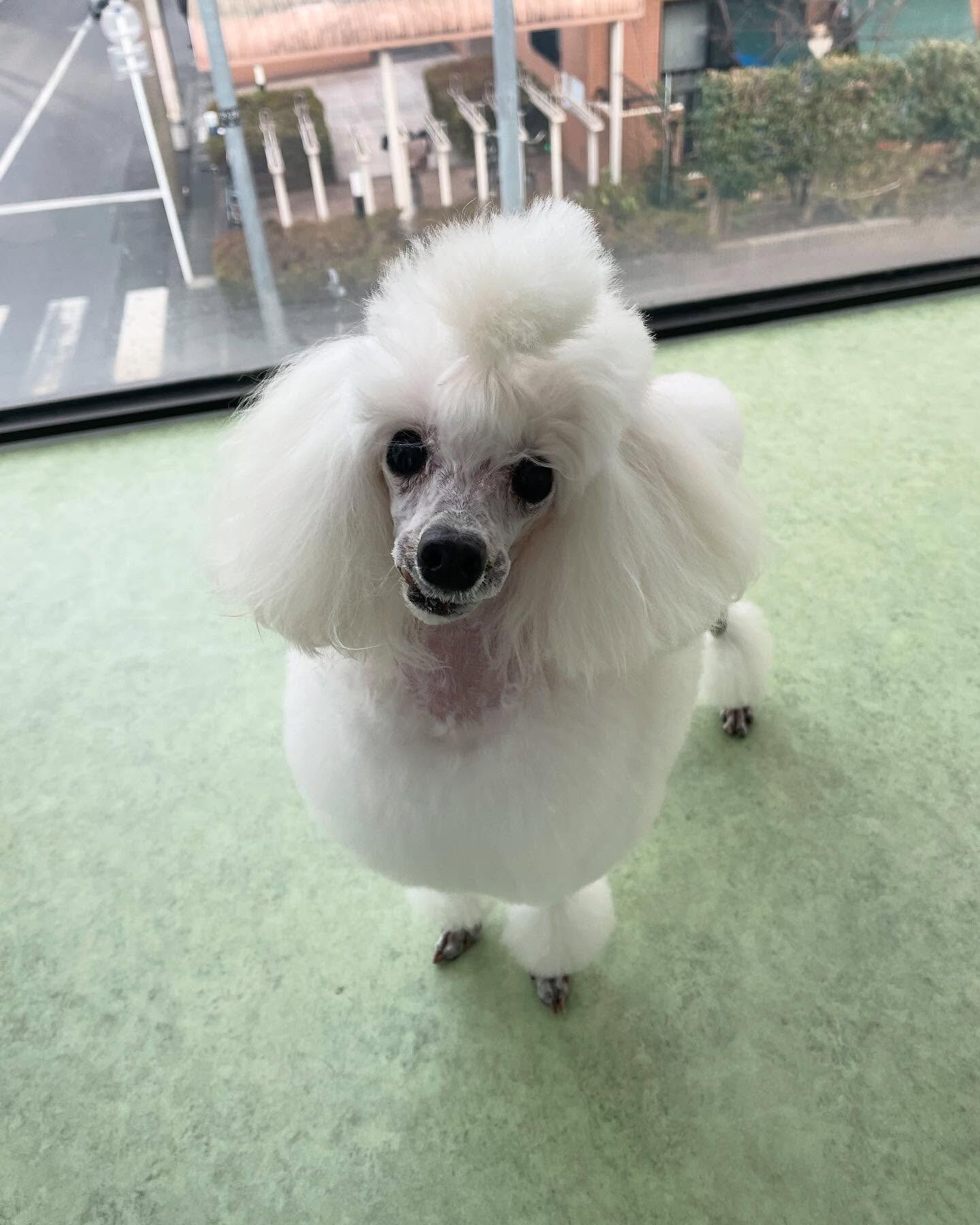 カット